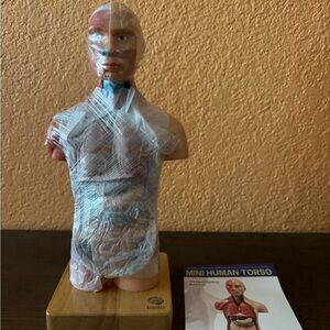 New Evotech Scientific Display Human Torso With 15 Parts